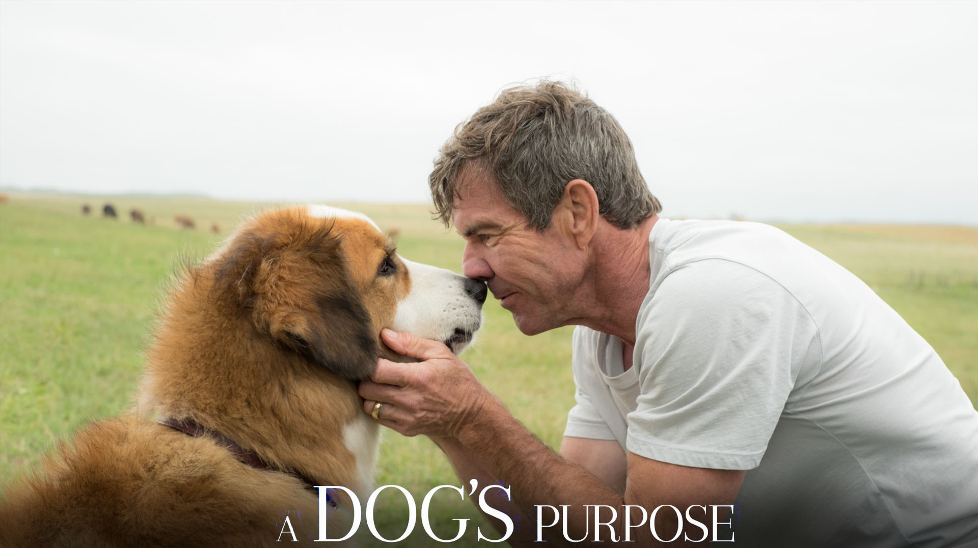 A DOG'S PURPOSE